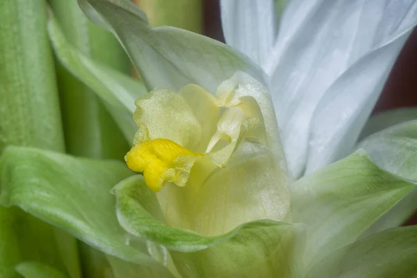 Fleur Fleur Curcuma Blanc Germant Tige — Photo