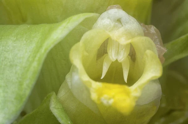 Fleur Fleur Curcuma Blanc Germant Tige — Photo