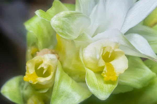 Fleur Fleur Curcuma Blanc Germant Tige — Photo