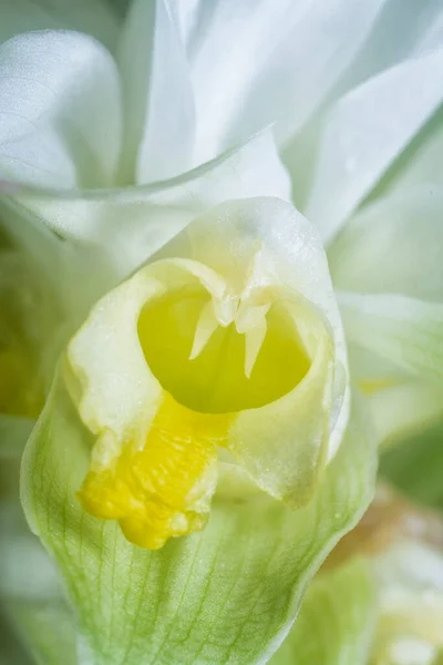 花白色的姜黄花从茎上发芽 — 图库照片