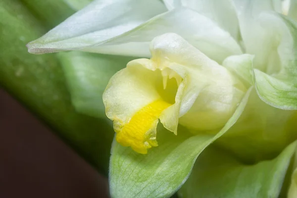 Fleur Fleur Curcuma Blanc Germant Tige — Photo