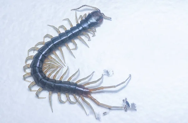 Крупним Планом Знімок Centipede Або Lithobius Forficatus — стокове фото