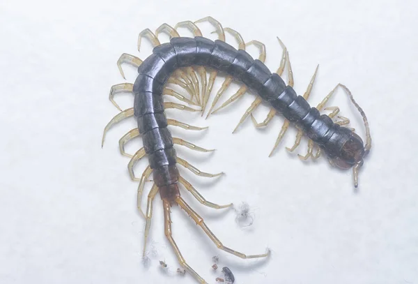 Крупним Планом Знімок Centipede Або Lithobius Forficatus — стокове фото