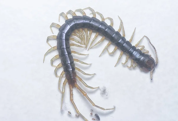 Detailní Záběr Stonožky Nebo Lithobius Forficatus — Stock fotografie