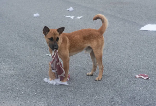 brown stray dog playing alone on the street.