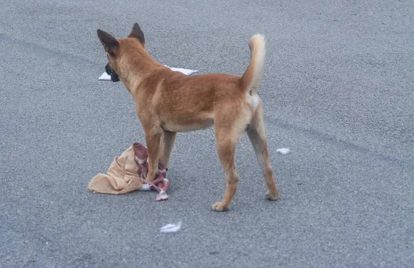 brown stray dog playing alone on the street.