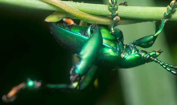 Зеленый Лягушеногий Листовой Жук Листьях — стоковое фото