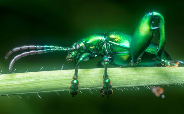 葉にある緑のカエルの葉の甲虫は — ストック写真