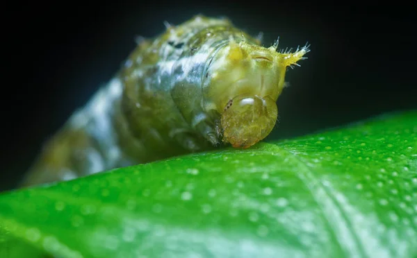 一般的なモルモンの毛虫を — ストック写真