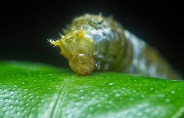 普通的摩门教毛毛虫近景 — 图库照片