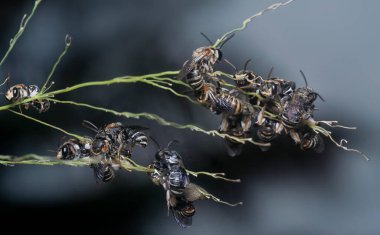 Asılan dallara tüneyen arılar..