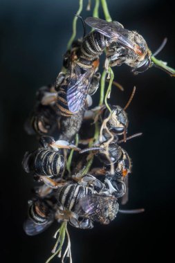 Asılan dallara tüneyen arılar..