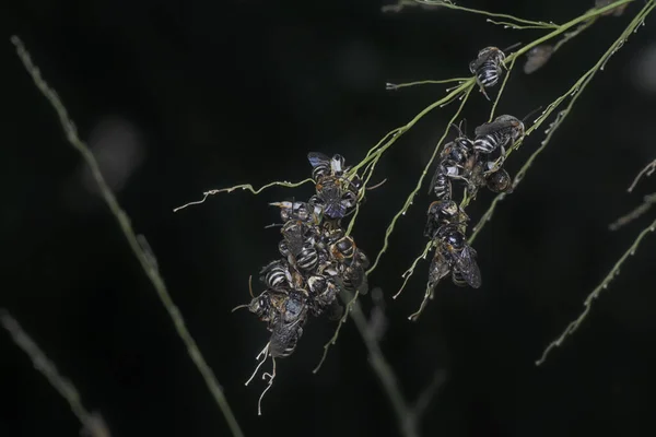 Abeilles Transpirantes Perchées Sur Les Brindilles Suspendues — Photo