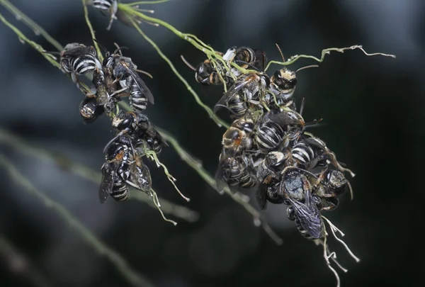 Schweißbienen Hocken Auf Den Hängenden Zweigen — Stockfoto
