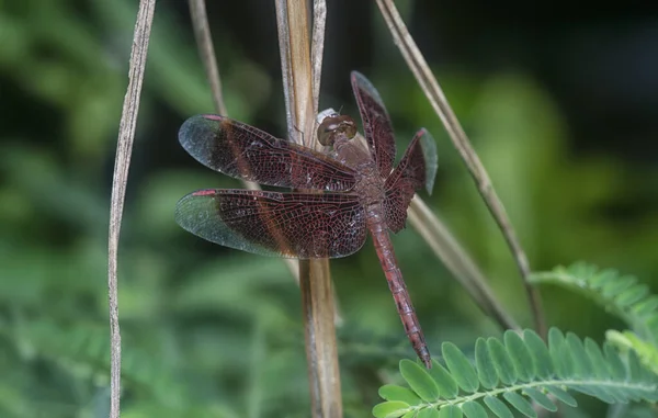 Στενή Βολή Του Red Veined Darter Dragonfly — Φωτογραφία Αρχείου