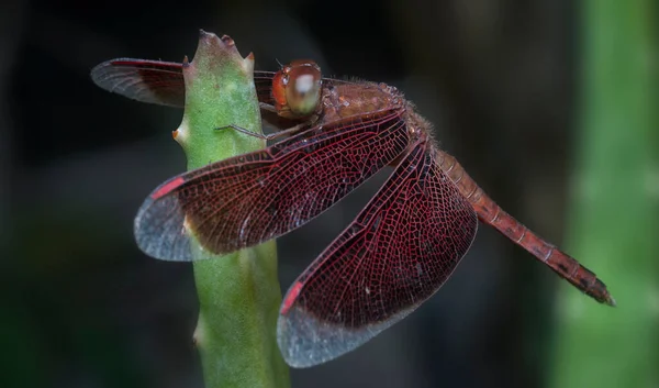 Στενή Βολή Του Red Veined Darter Dragonfly — Φωτογραφία Αρχείου