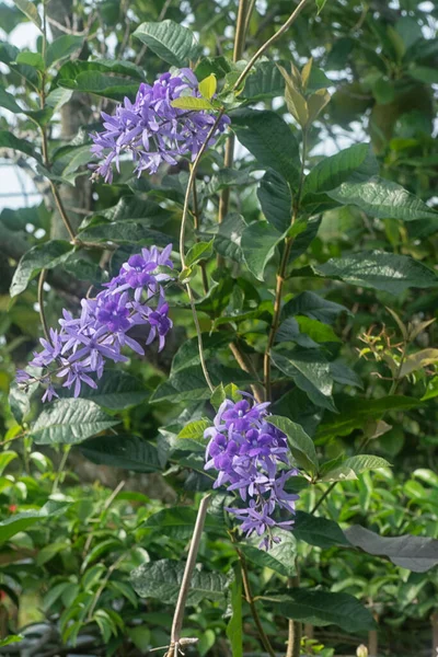 Klastry Purpurowego Kwiatu Winorośli — Zdjęcie stockowe