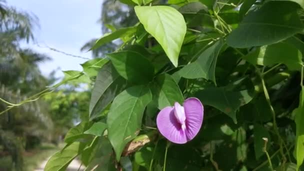 Violett Sporrad Fjäril Ärta Vinranka Blomma Det Vilda — Stockvideo