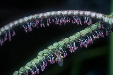 Paspalum çiçeğindeki Asya bal arısı.
