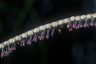 Paspalum dilatatum flora 'nın yakın plan çekimi..