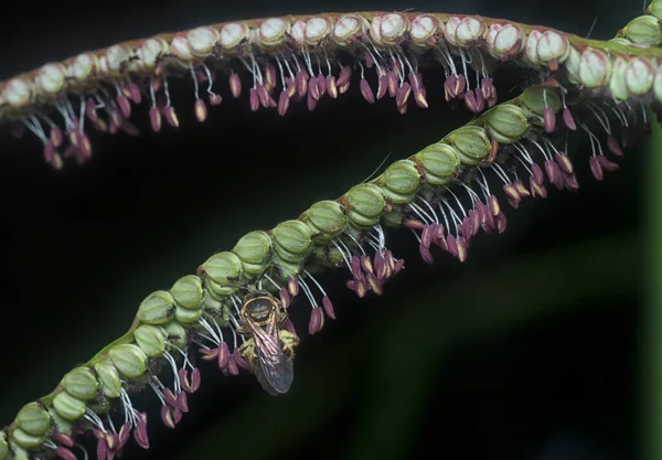 Ape Asiatica Miele Sul Fiore Paspalio — Foto Stock