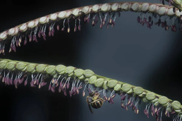 Asijská Včela Květu Paspalum — Stock fotografie