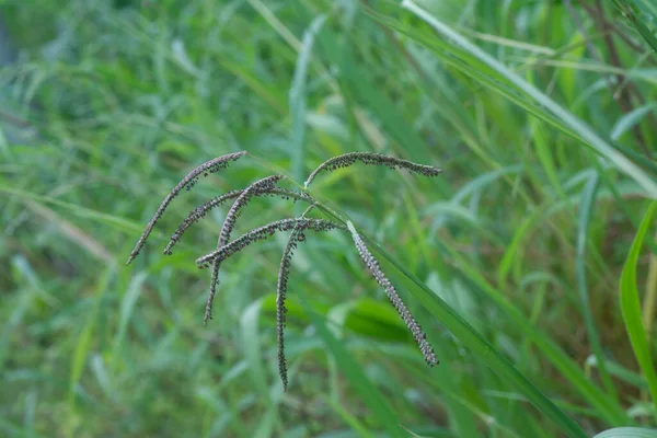 Close Tiro Flora Paspalum Dilatatum — Fotografia de Stock