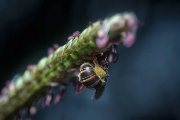 Asijská Včela Květu Paspalum — Stock fotografie