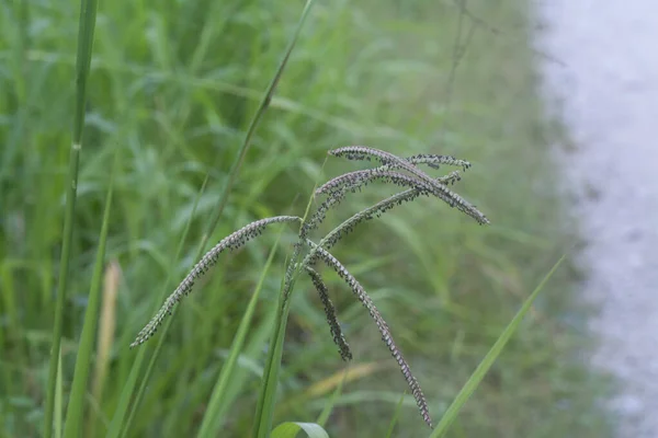 Κοντινό Πλάνο Της Χλωρίδας Του Paspalum Dilatatatum — Φωτογραφία Αρχείου