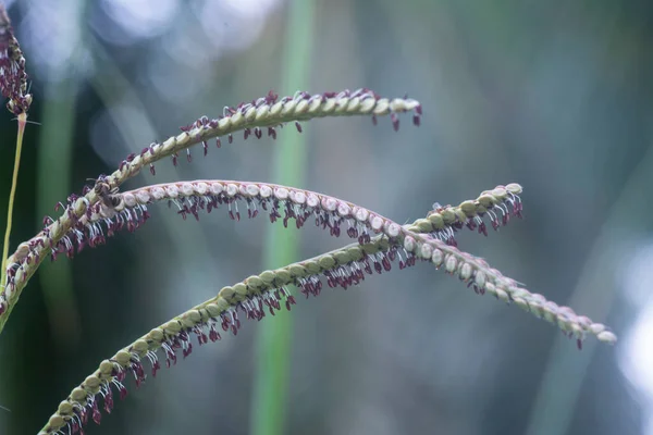 Közelkép Paspalum Dilatatatum Flora — Stock Fotó