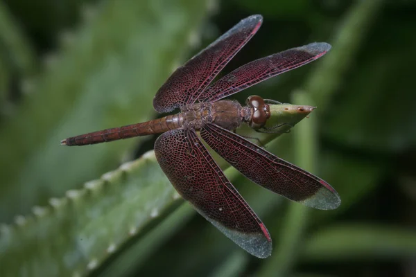 Plan Rapproché Libellule Dard Nervures Rouges — Photo