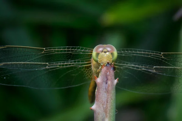 Close Shot Della Skimmer Dragonfly Dalla Faccia Gialla — Foto Stock