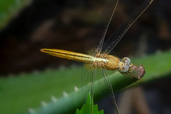 Κοντινό Πλάνο Της Χρυσής Πλευράς Skimmer Dragonfly — Φωτογραφία Αρχείου