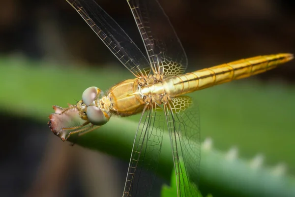 Tiro Cerca Libélula Skimmer Del Lado Amarillo — Foto de Stock