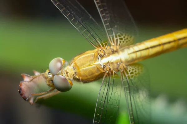 Зблизька Yellow Side Skimmer Dragonfly — стокове фото