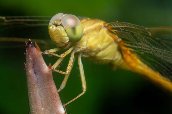 Nahaufnahme Der Gelbseitiger Skimmer Libelle — Stockfoto