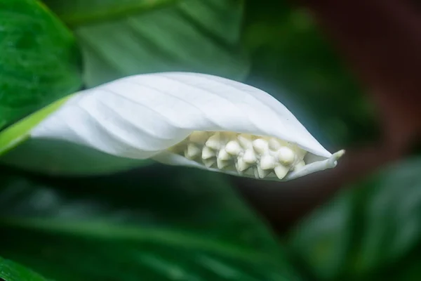 白いSpathiphyllum花の終わりのショット — ストック写真