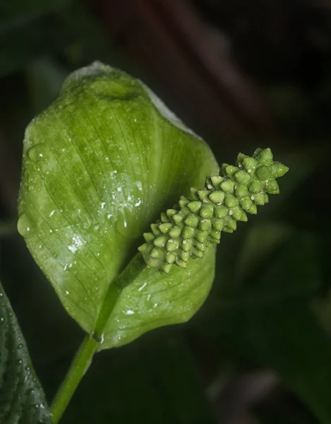 Крупним Планом Біла Квітка Спатіфілум — стокове фото