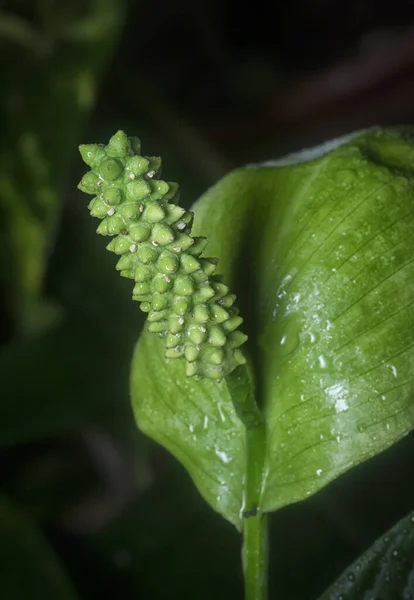 Снимок Белого Цветка Spathiphyllum — стоковое фото