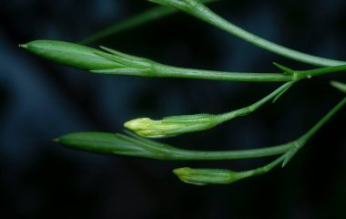 Beyaz Ruellia Simplex çiçeğinin yakın çekimi