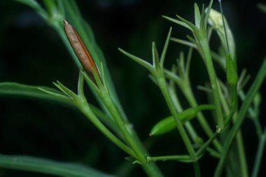 Beyaz Ruellia Simplex çiçeğinin yakın çekimi