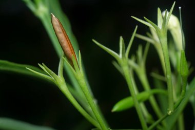 Beyaz Ruellia Simplex çiçeğinin yakın çekimi