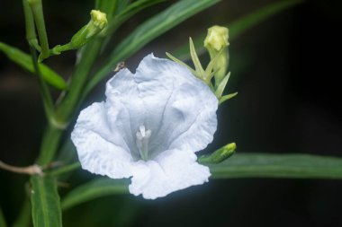 Beyaz Ruellia Simplex çiçeğinin yakın çekimi