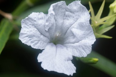Beyaz Ruellia Simplex çiçeğinin yakın çekimi