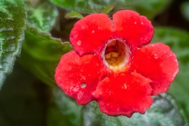 Sacrlet eritranis kardinali çiçeğinin yakın çekimi.