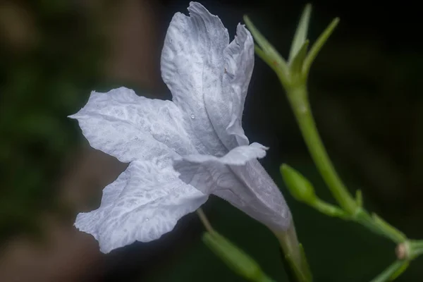 Plan Rapproché Fleur Blanche Ruellia Simplex — Photo