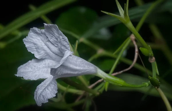 Plan Rapproché Fleur Blanche Ruellia Simplex — Photo