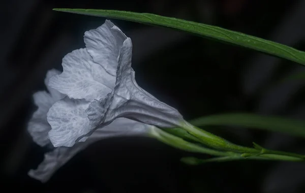 Plan Rapproché Fleur Blanche Ruellia Simplex — Photo