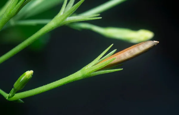 Tiro Cerca Flor Blanca Ruellia Simplex — Foto de Stock