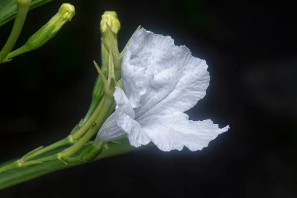 Закрытый Снимок Белого Цветка Рукколы — стоковое фото